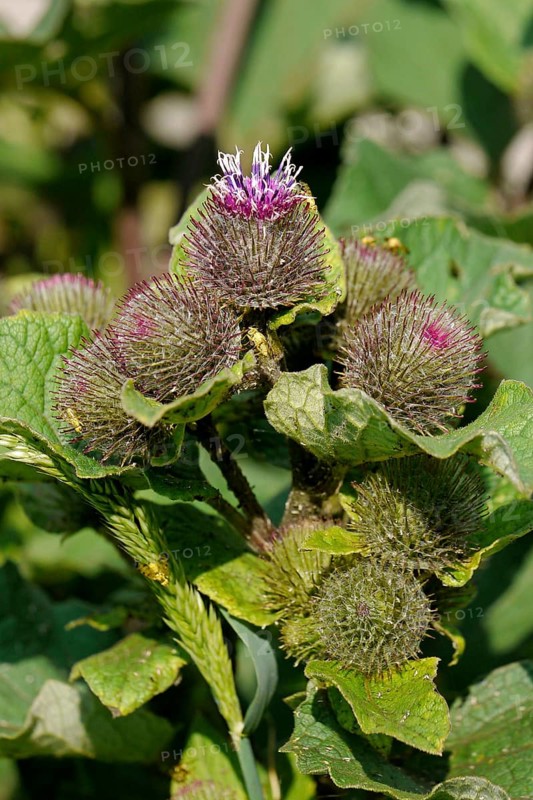 Lesser Burdock