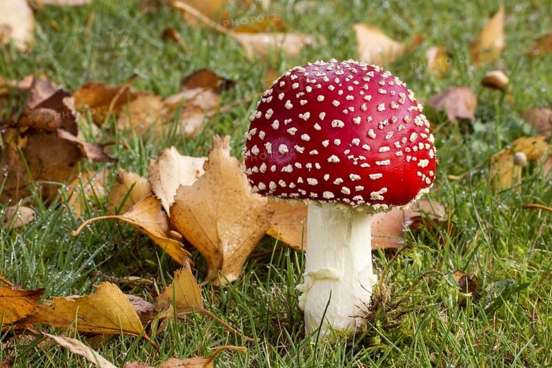 Fly agaric