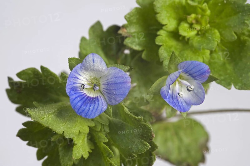 Common field speedwell