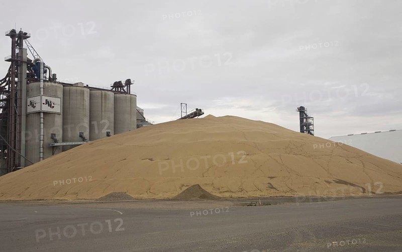 Soya Bean
