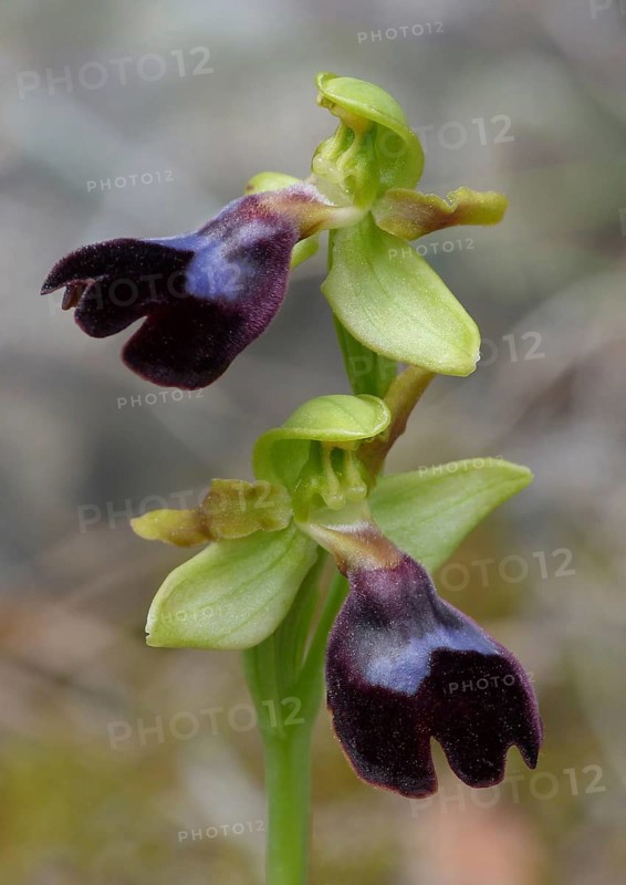 Atlantic atlantic bee-orchid