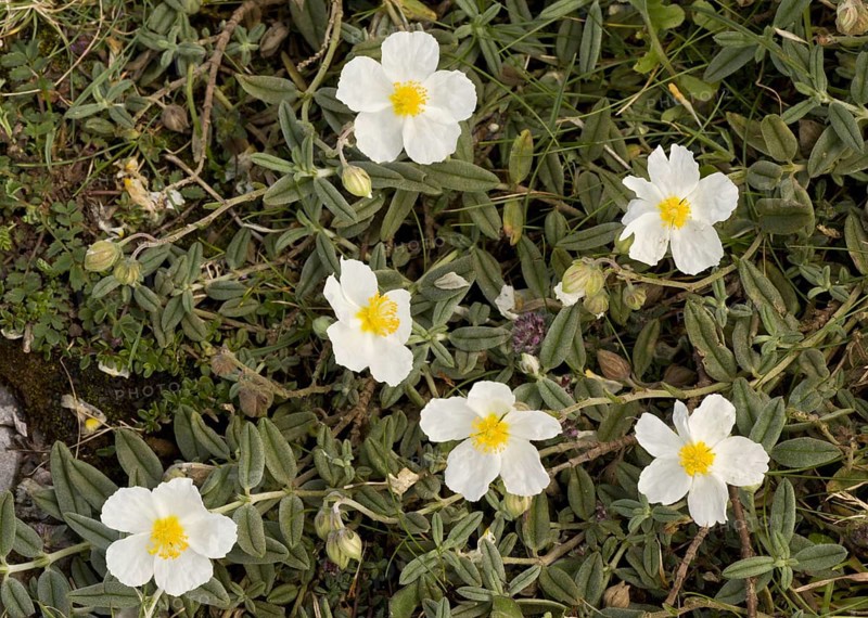 White rock-rose