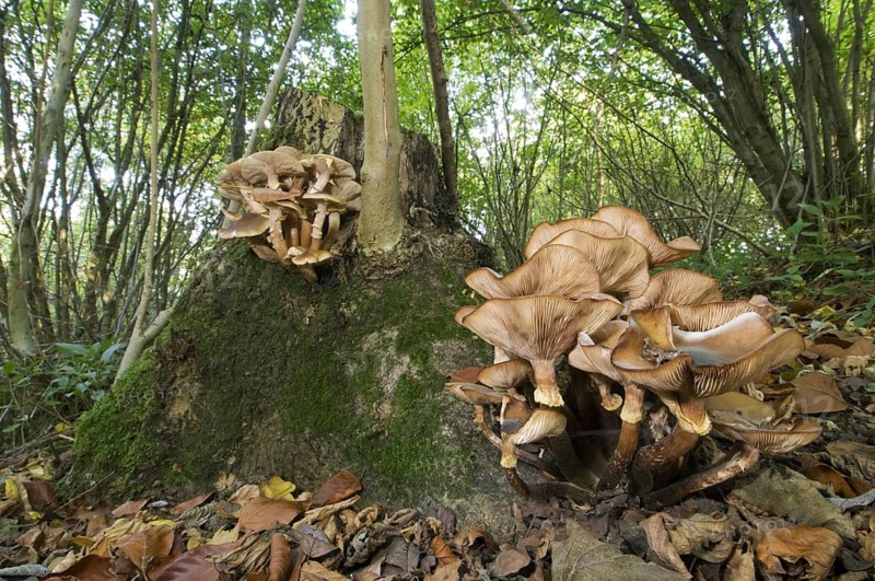 Fruiting body of honey fungus