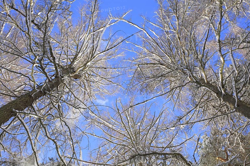 Snow-covered larch trees