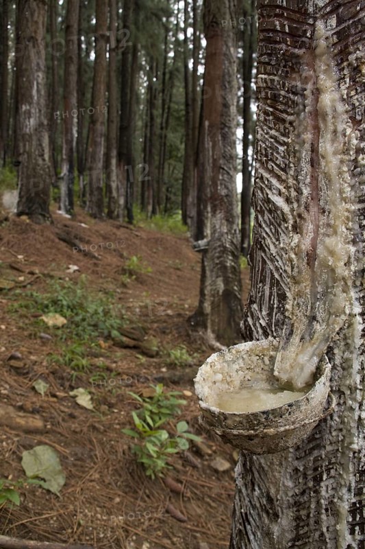 Caribbean pine