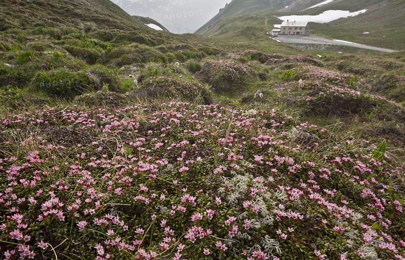 Trailing Azalea