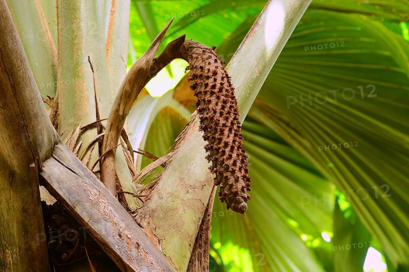 Male maldive coconut