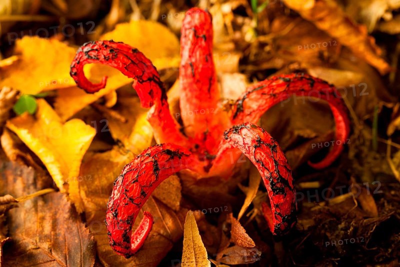 Octopus mushroom