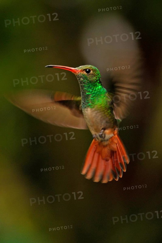 Rufous-tailed azily