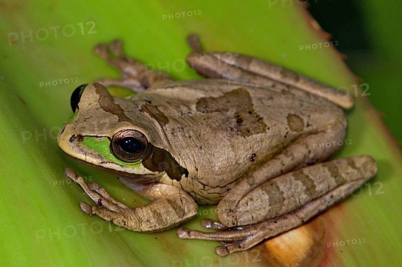 Costa Rica Tree Frog