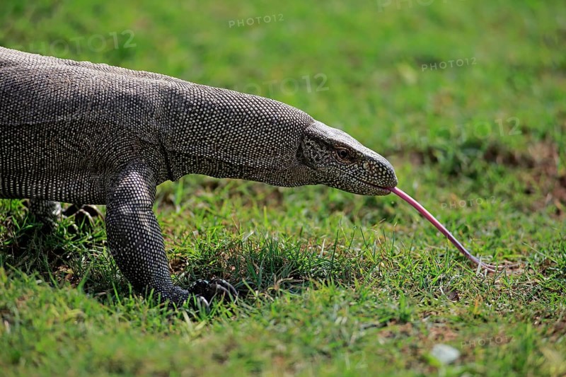 Bengal bengal monitor