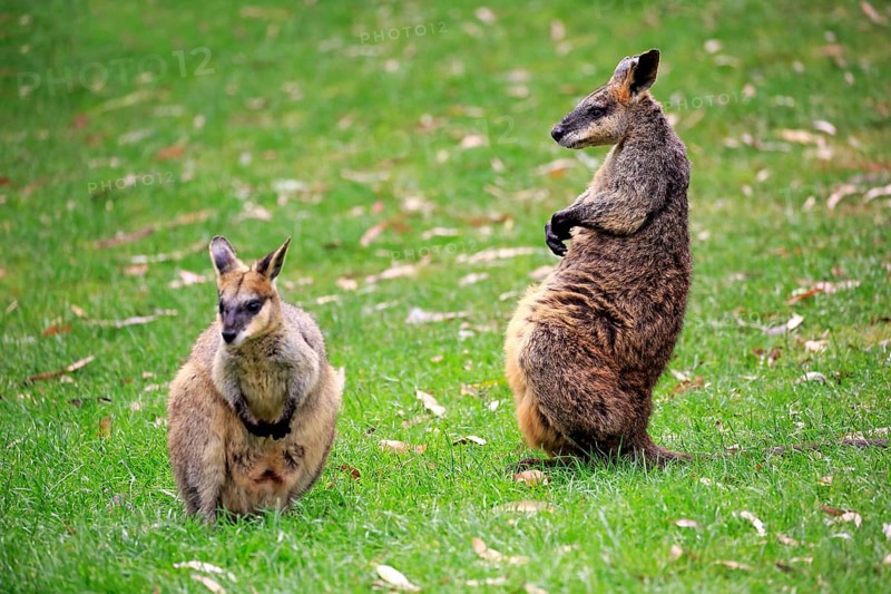 Agile wallaby