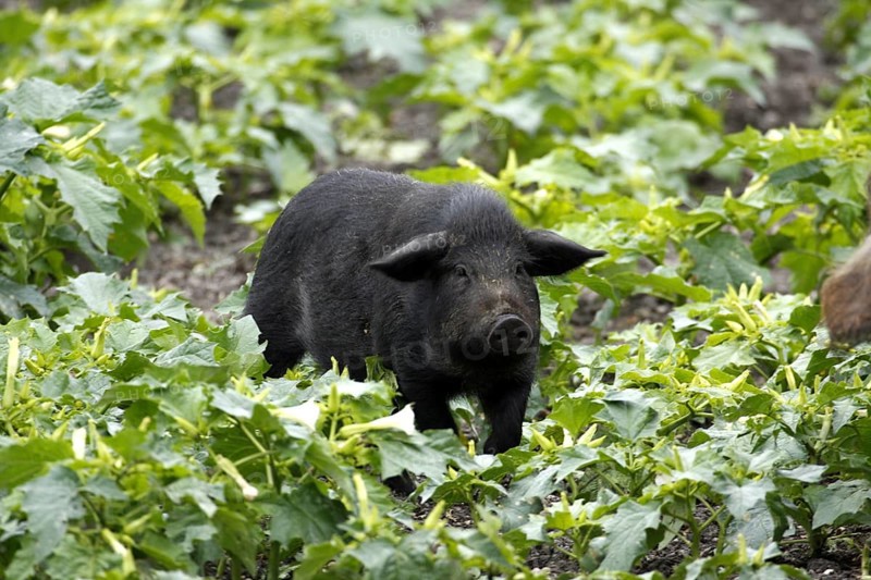 Mangalica pig