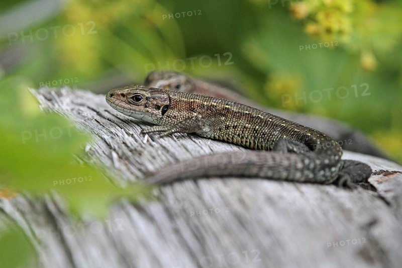 Mountain lizard