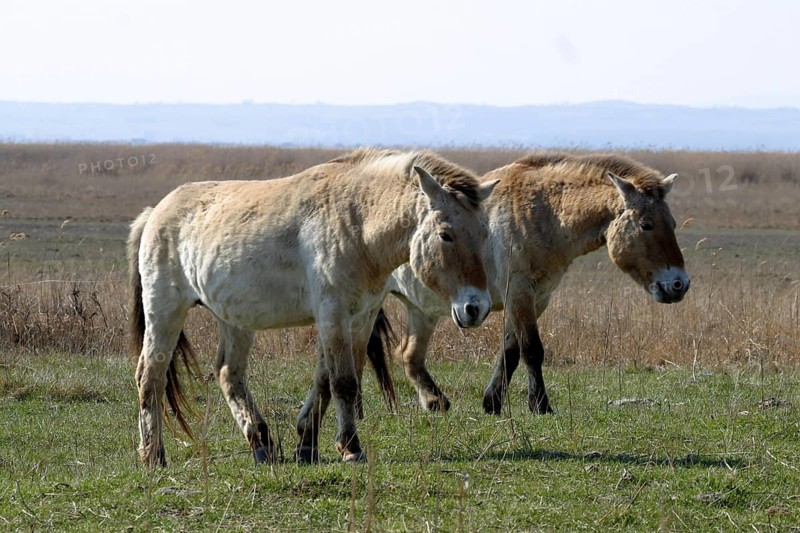 Przewalski's horse