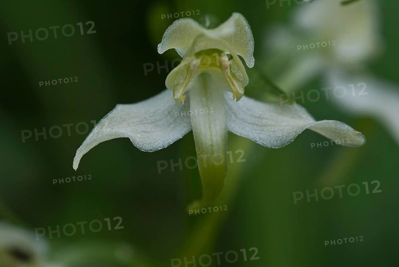 Lesser butterfly orchid