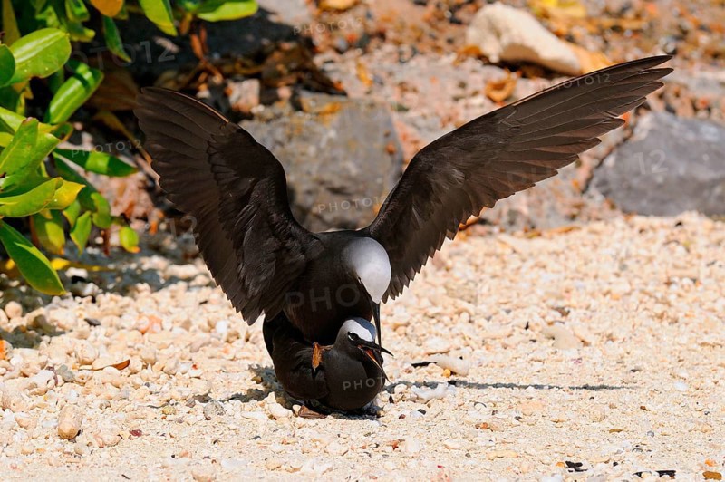 Black Noddy
