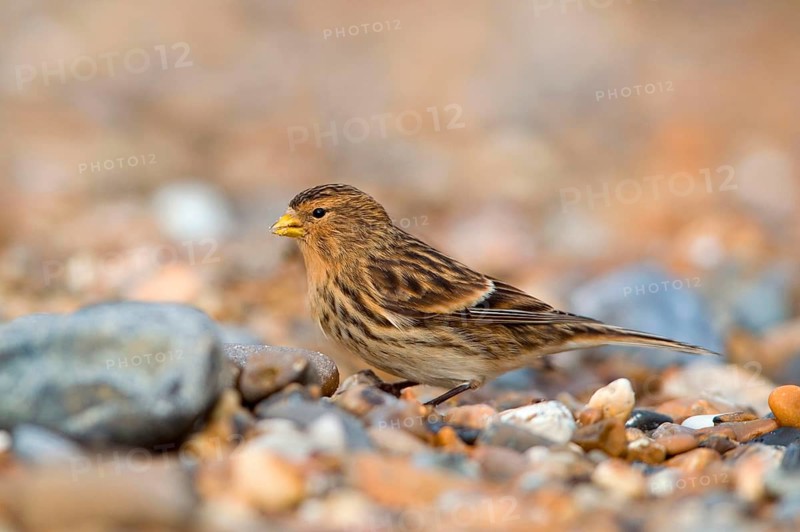 Twite