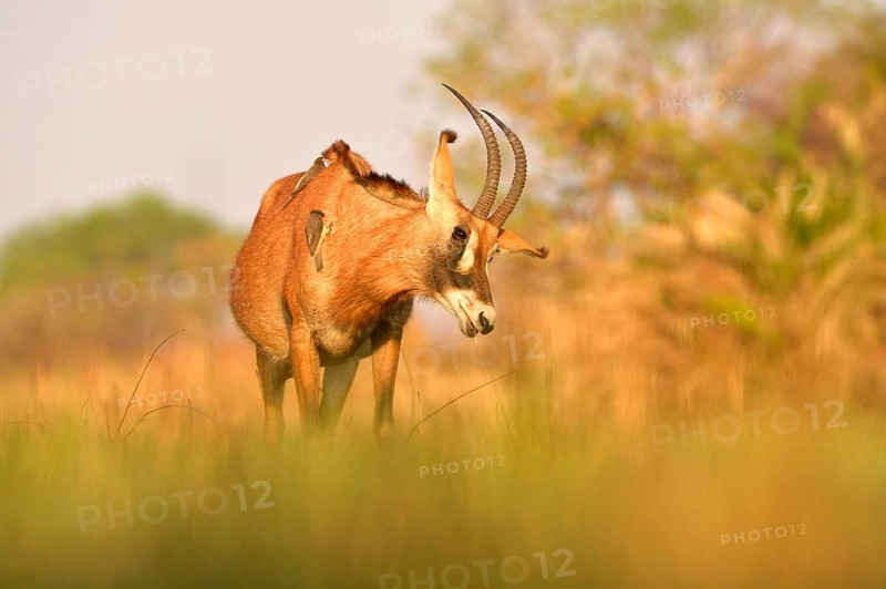 Roan Antelope