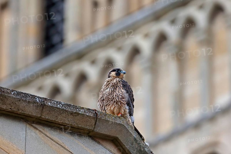 Peregrine Falcon