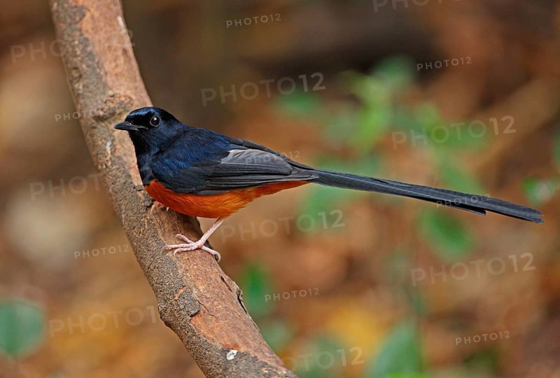 White-rumped Shama