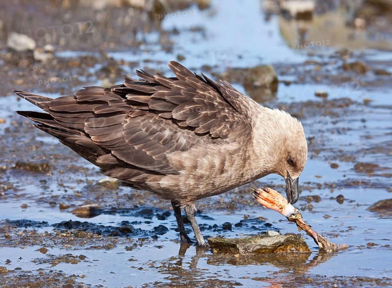 Adult Southern Skua