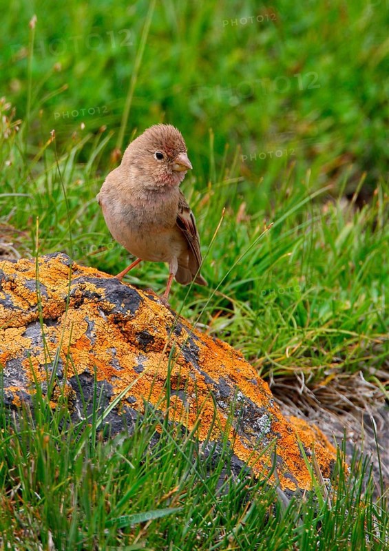 Mongolian Finch