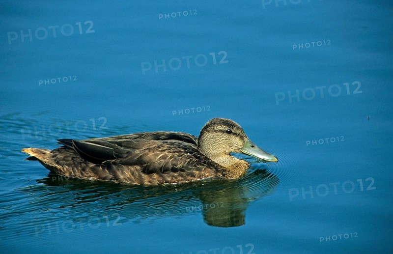 American american black duck