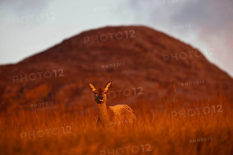 Red deer