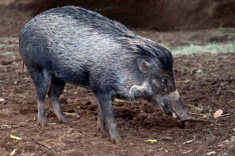 Visayan Warty visayan warty pig