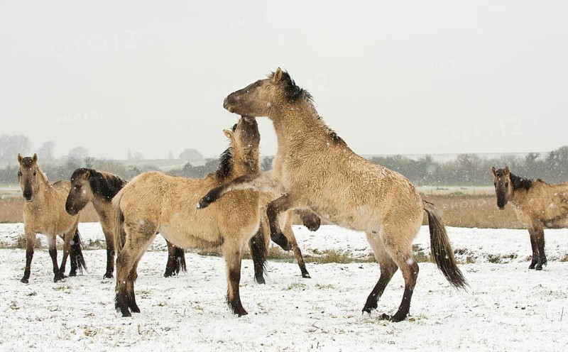 Konik horse