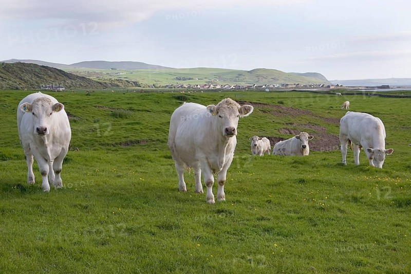 Domestic cattle