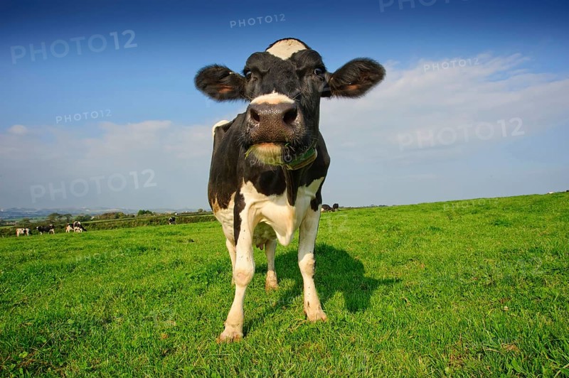 Domestic cattle