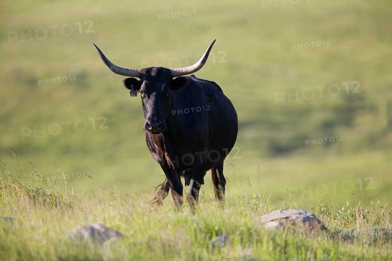 Domestic cattle