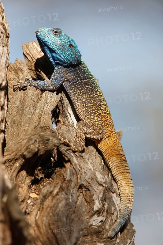 Blue-throated
