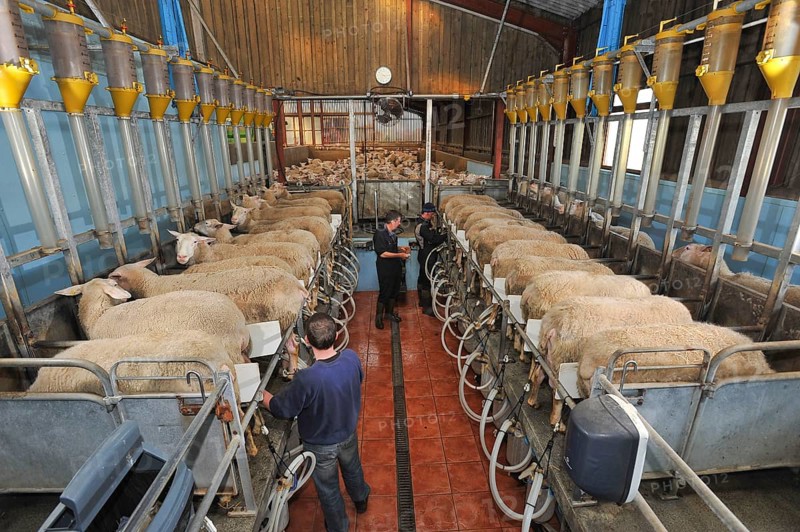 Domestic Sheep