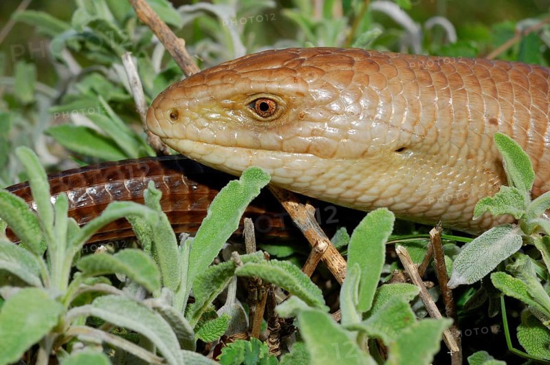 European Glass Lizard