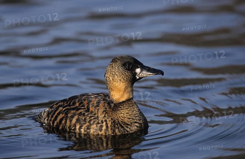 White-backed Duck