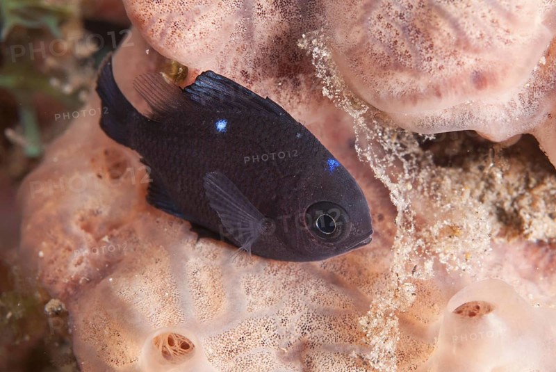 Threespot Dascyllus
