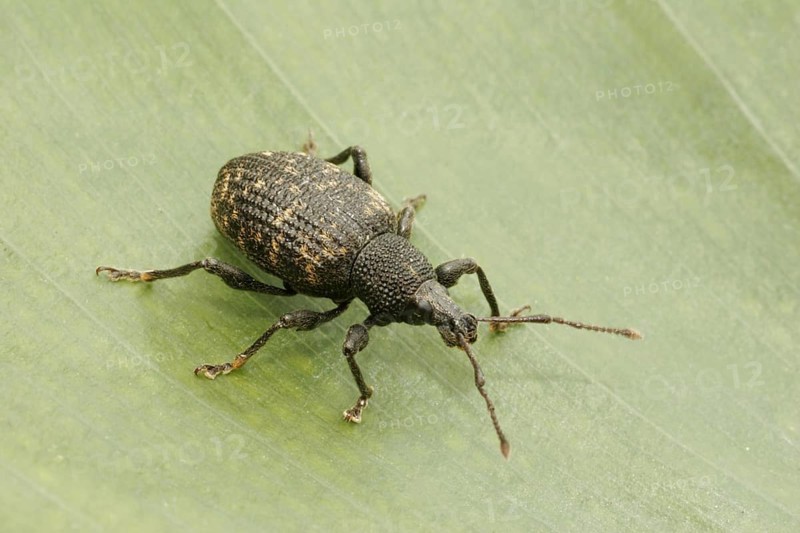 Black Vine Weevil