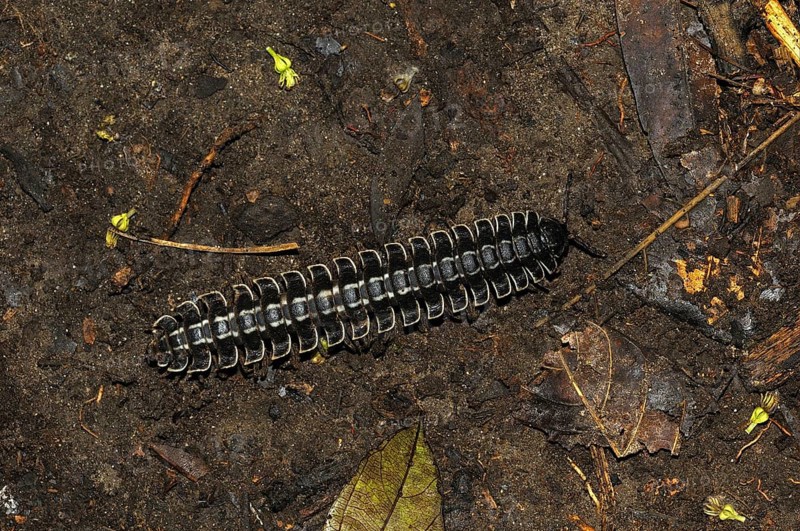 Millipedes
