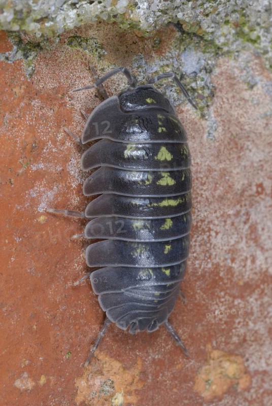 Southern Pill Woodlouse