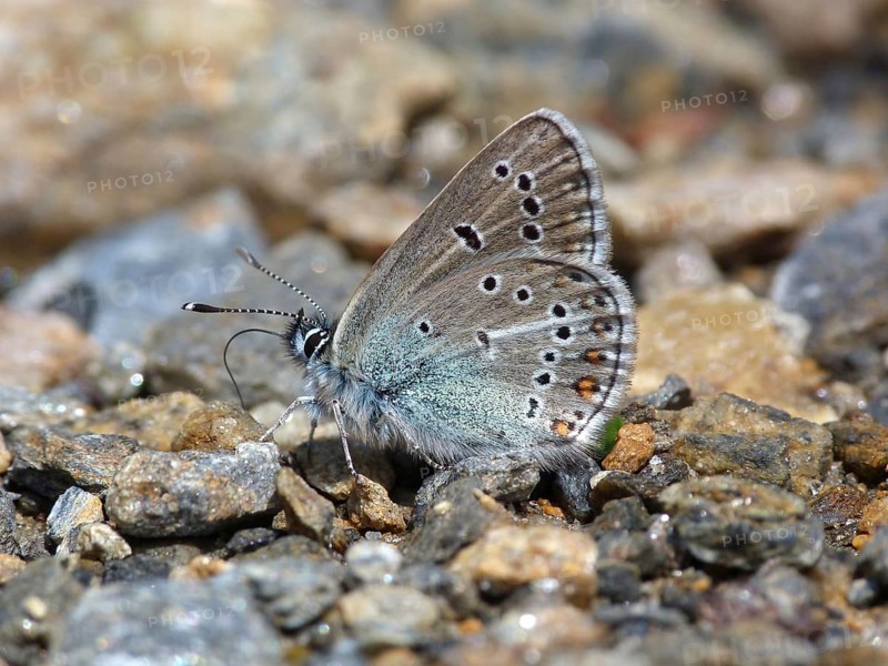 Geranium Argus