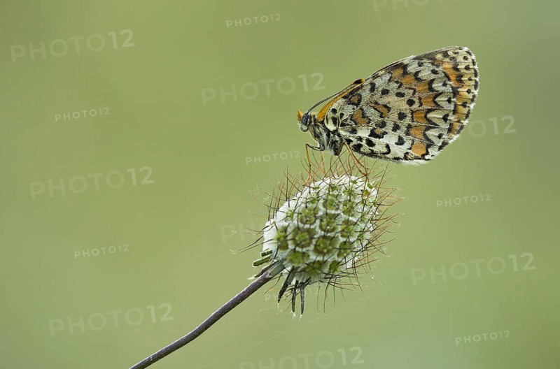 Spotted Fritillary