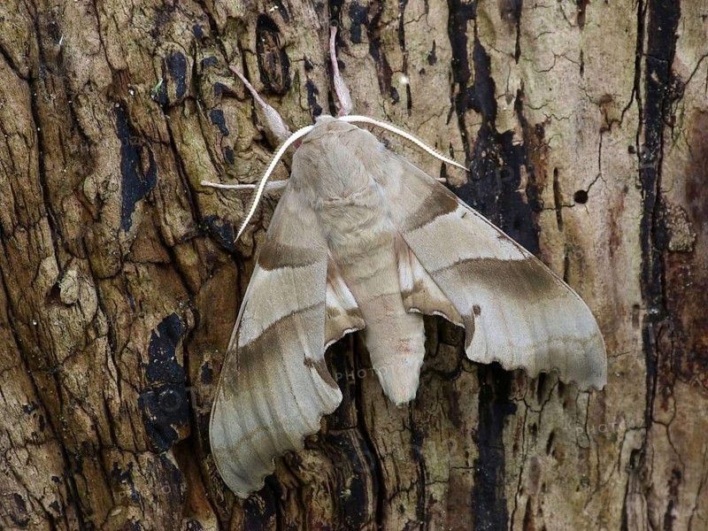 Oak hawk-moth