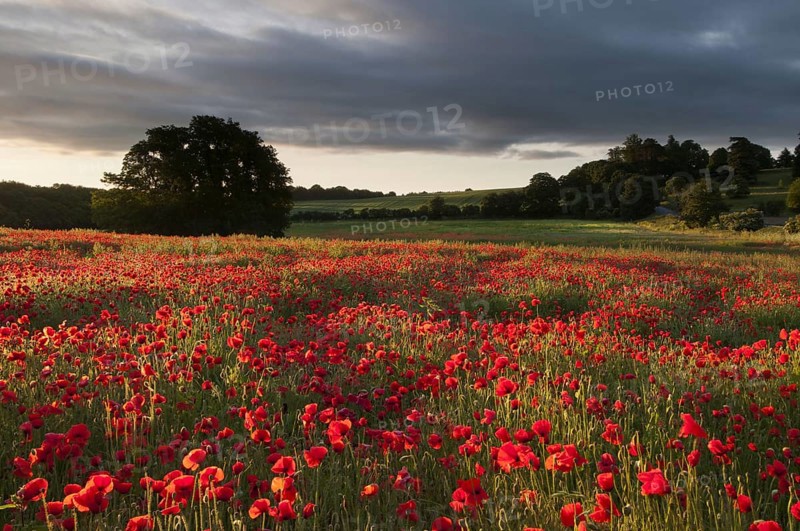Flower mass of poppy flowers