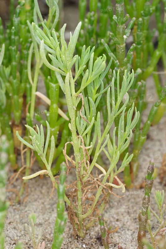 Annual Sea-blite