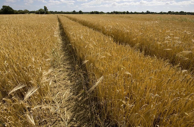 Tractor tram lines in barley cultivation
