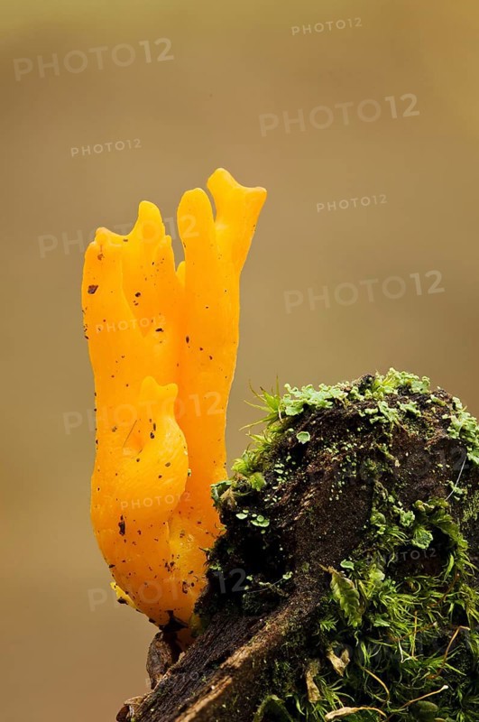 Yellow yellow stagshorn