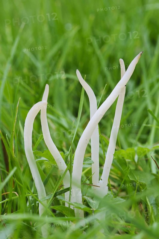 White Spindles
